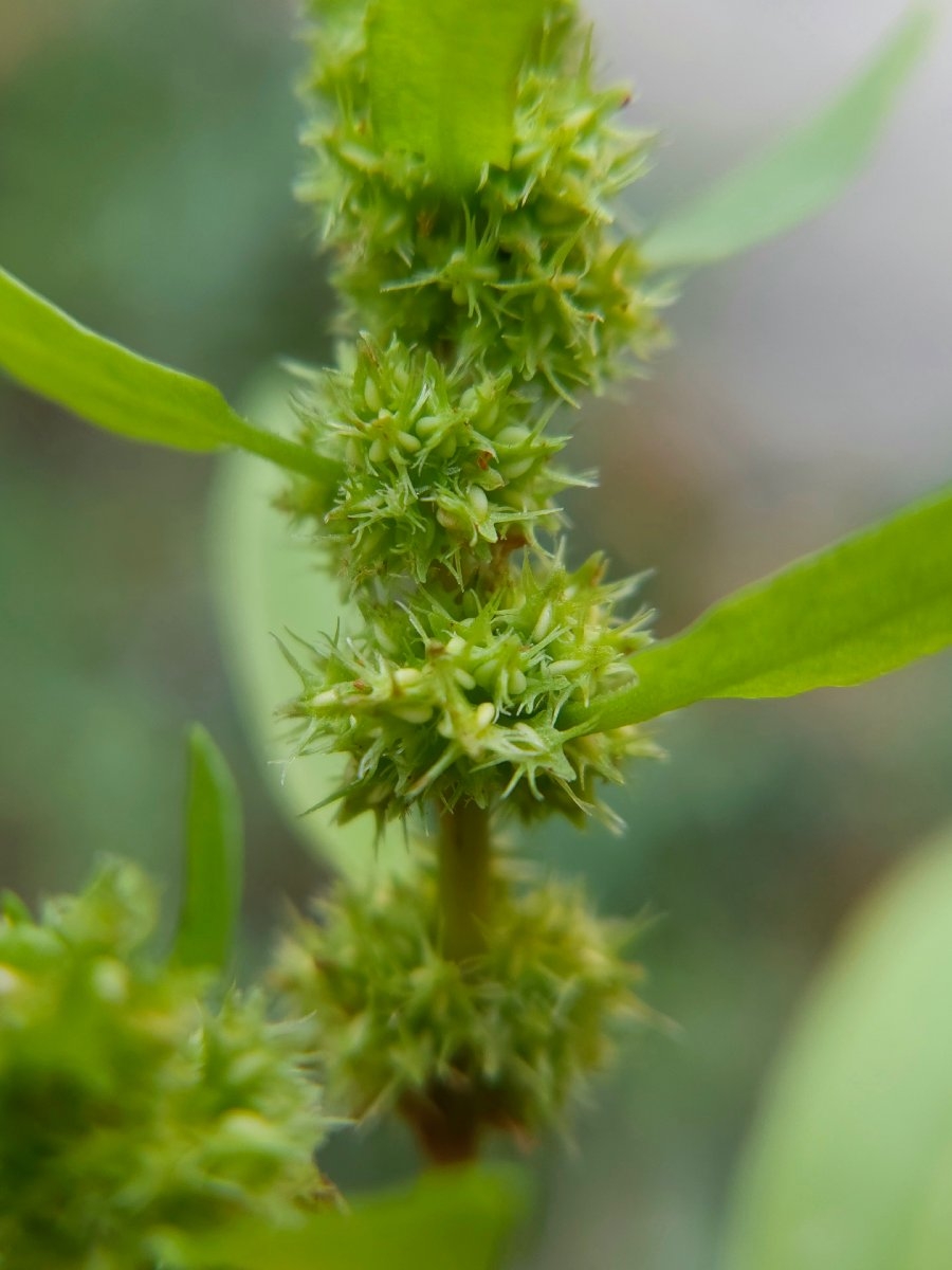 Rumex fueginus