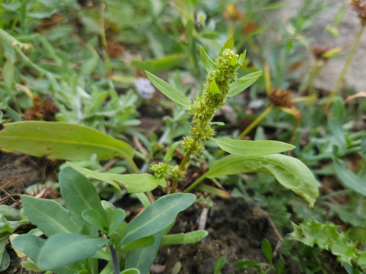 Rumex fueginus