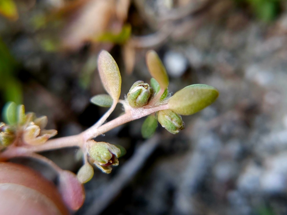 Cypselea humifusa