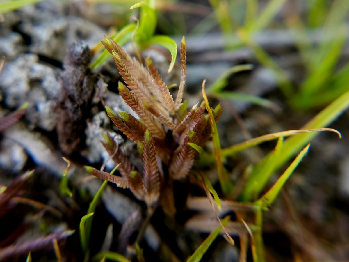 Eragrostis hypnoides