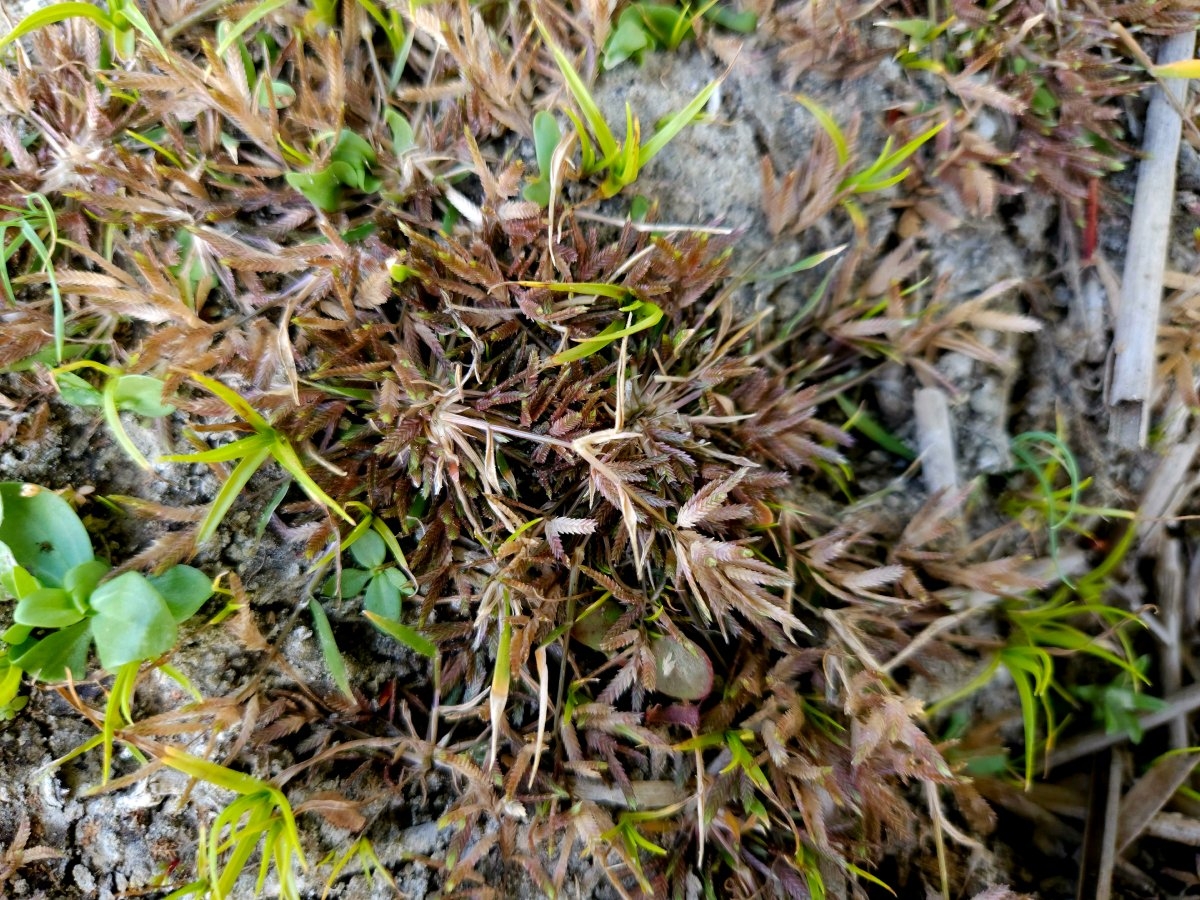 Eragrostis hypnoides