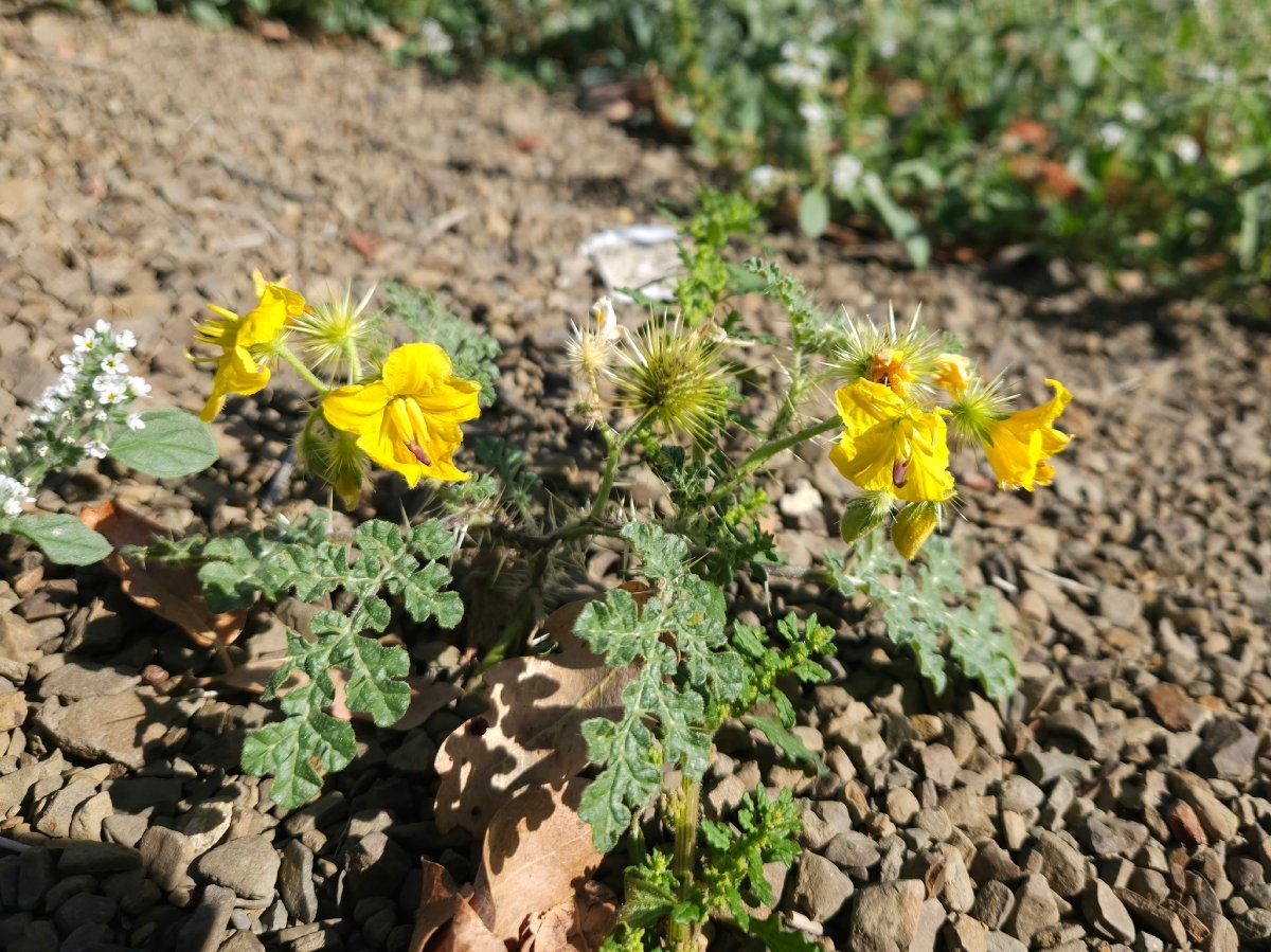 Solanum rostratum