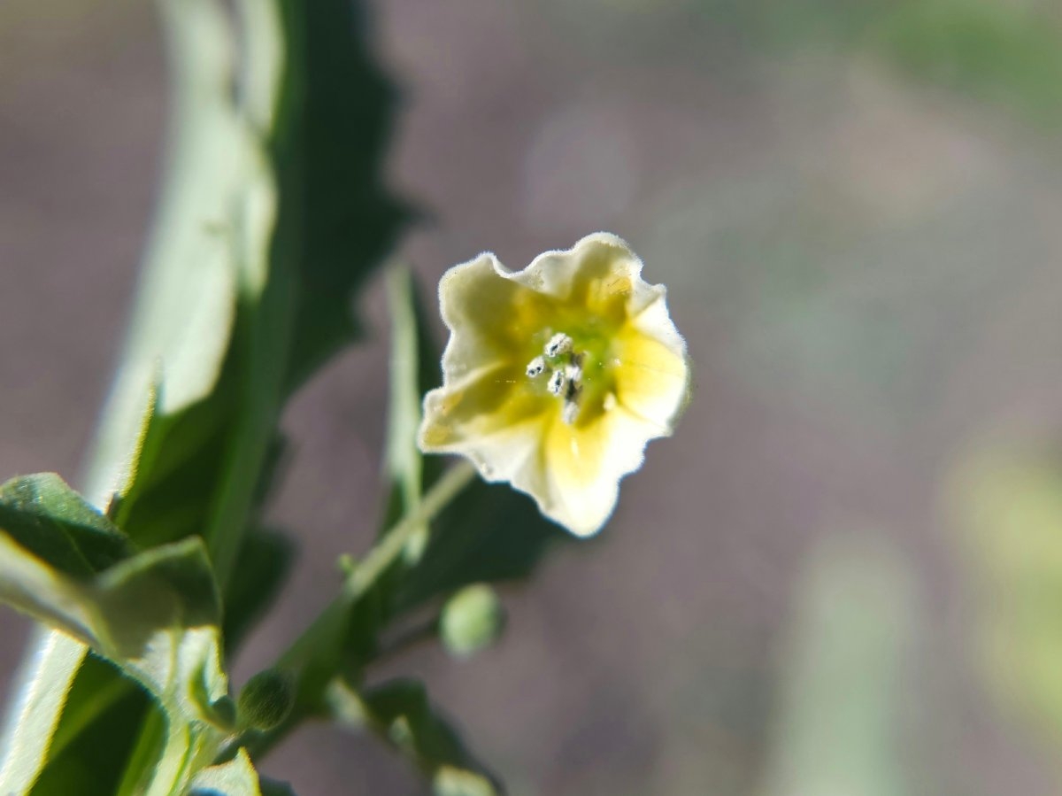 Physalis lanceifolia