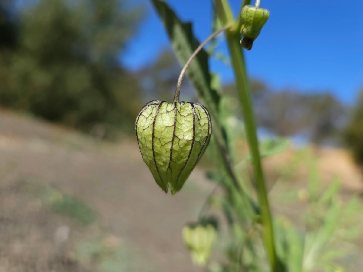 Physalis lanceifolia