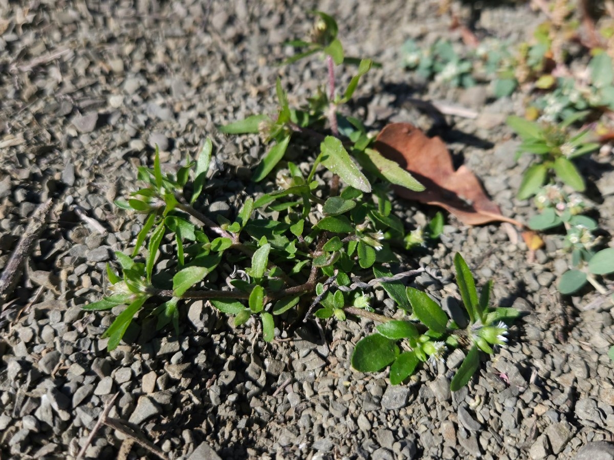 Eclipta prostrata