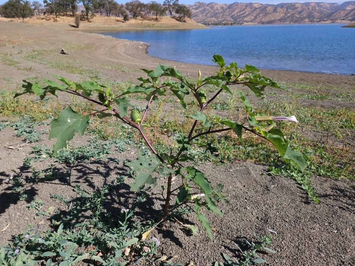 Datura stramonium