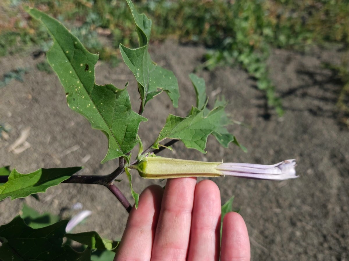 Datura stramonium