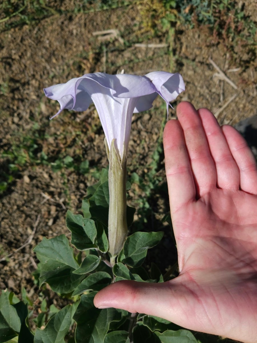 Datura wrightii