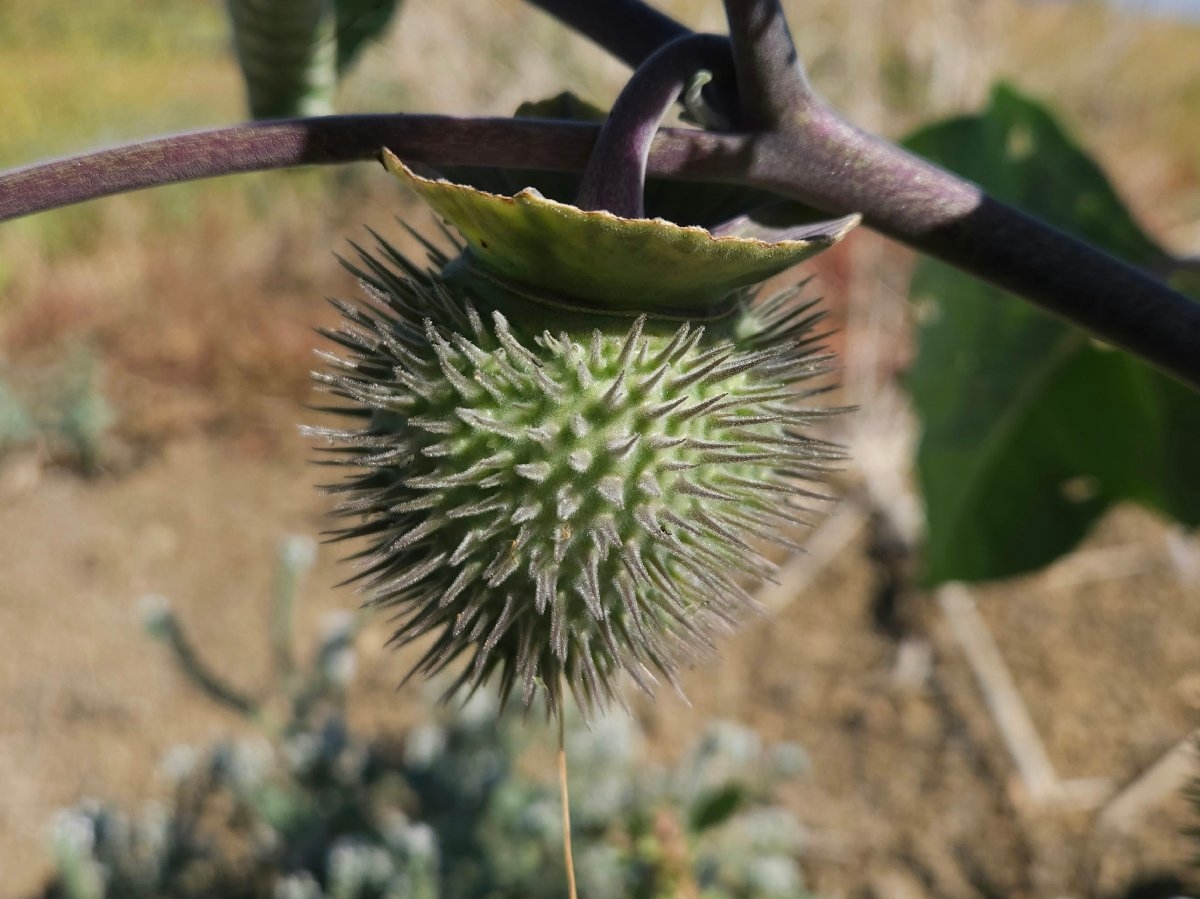 Datura wrightii