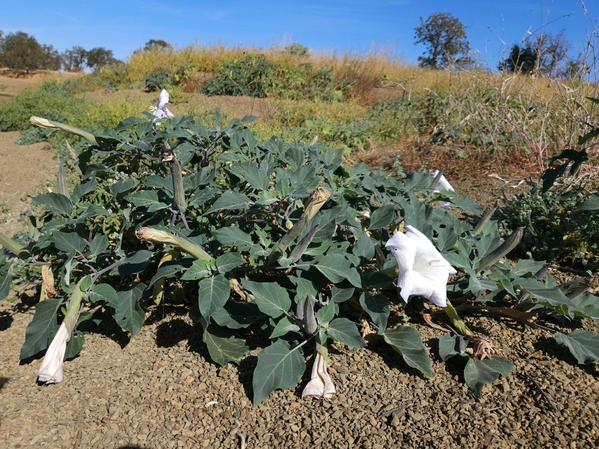 Datura wrightii