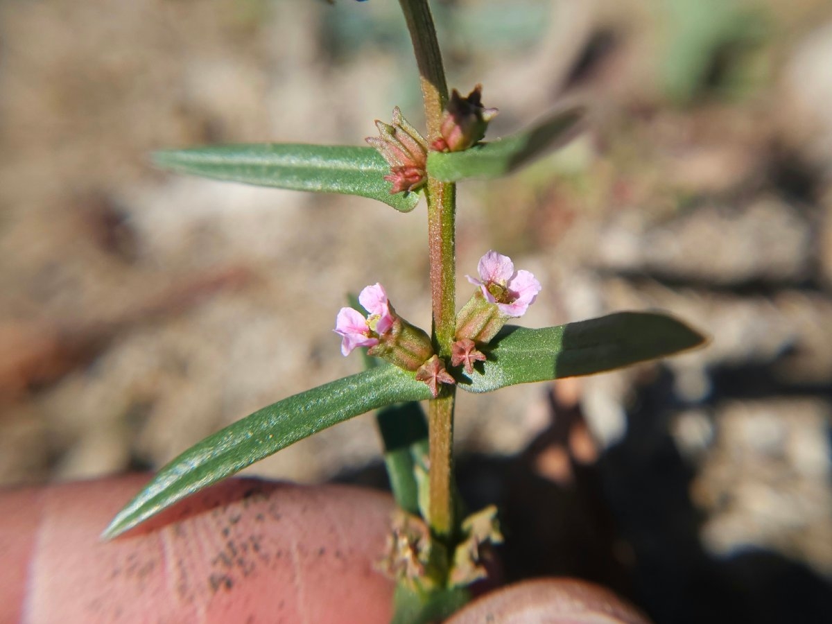 Ammannia robusta