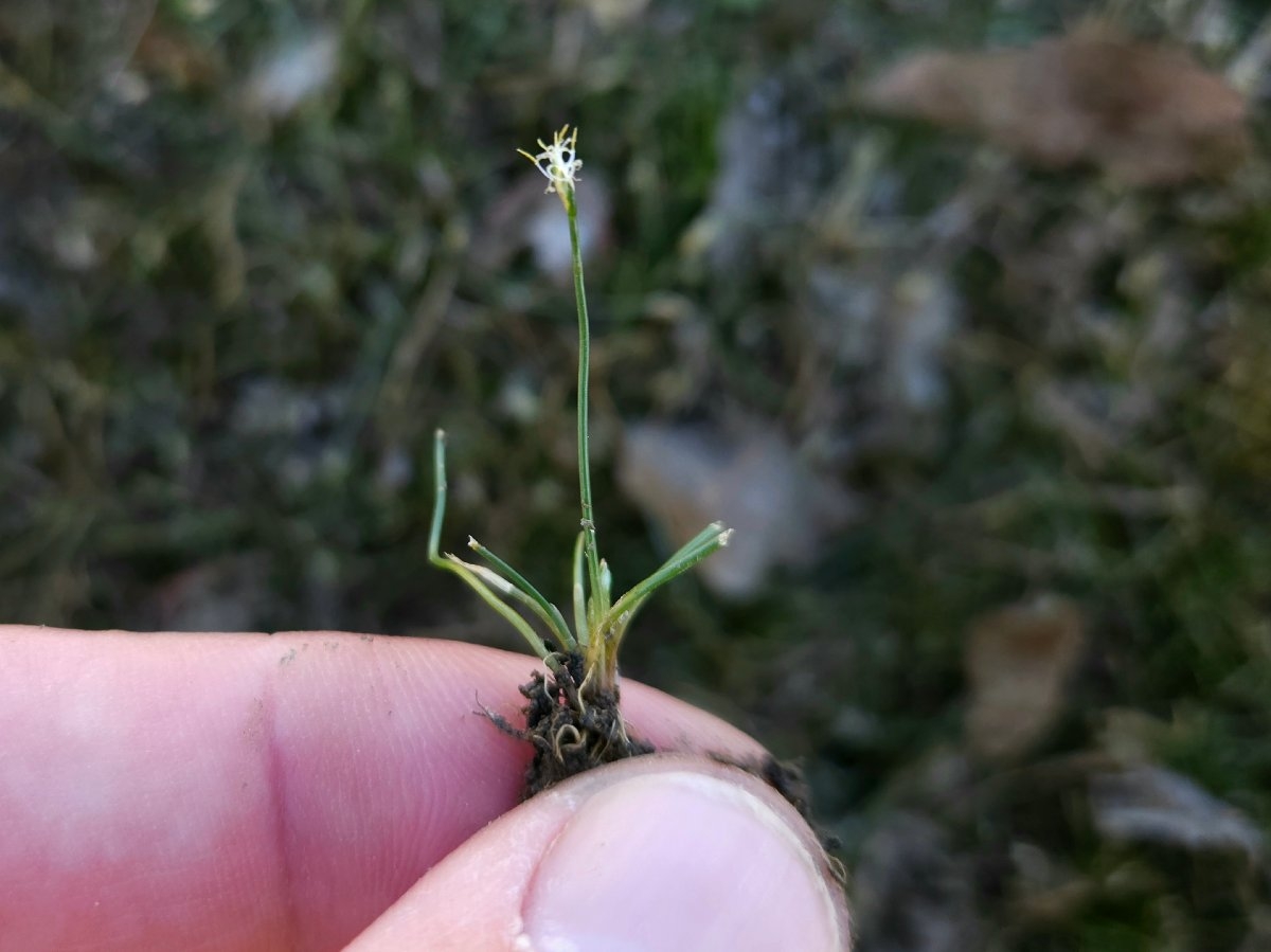 Eleocharis coloradoensis