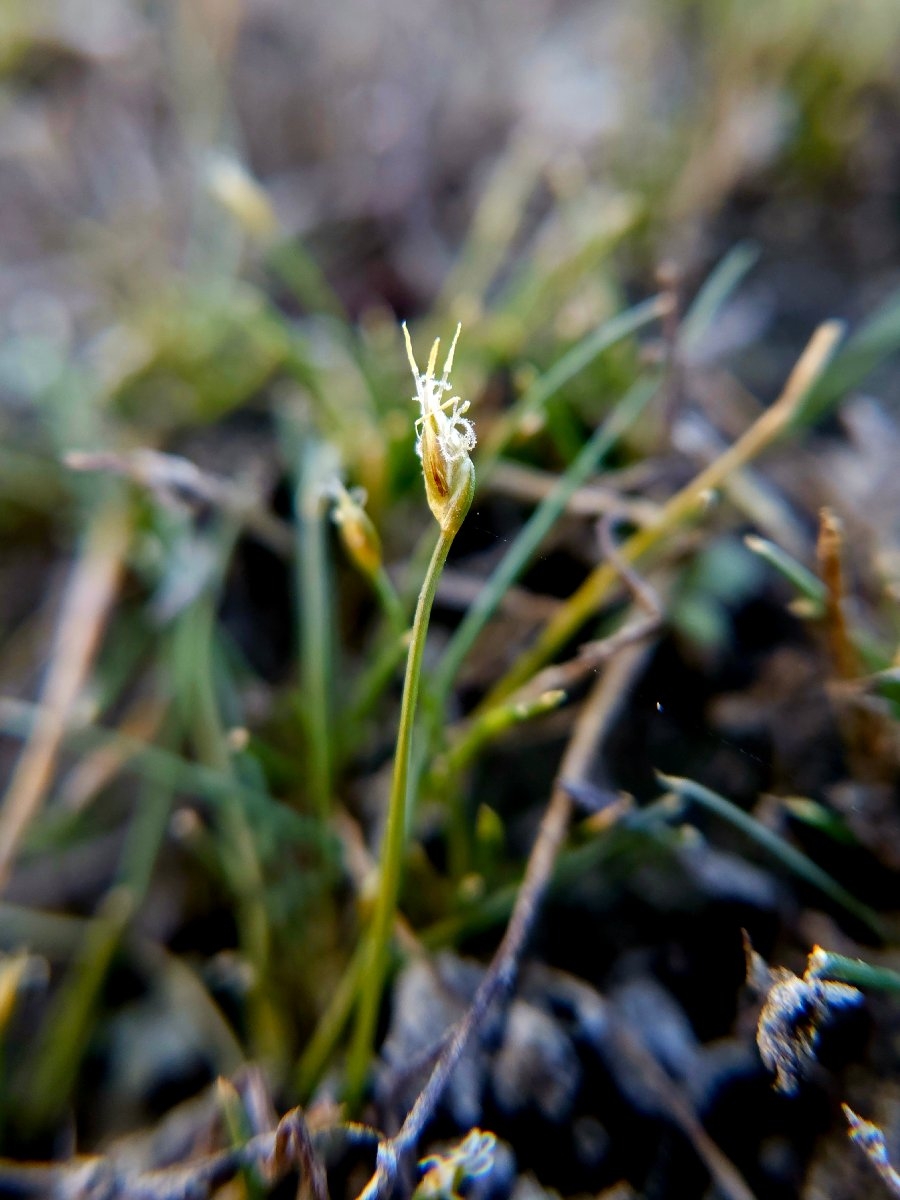 Eleocharis coloradoensis