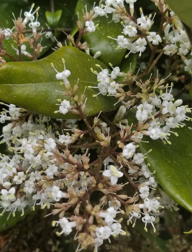 Ligustrum japonicum