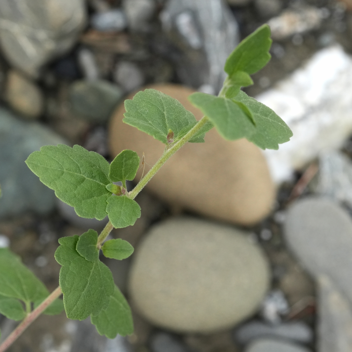 Brickellia californica