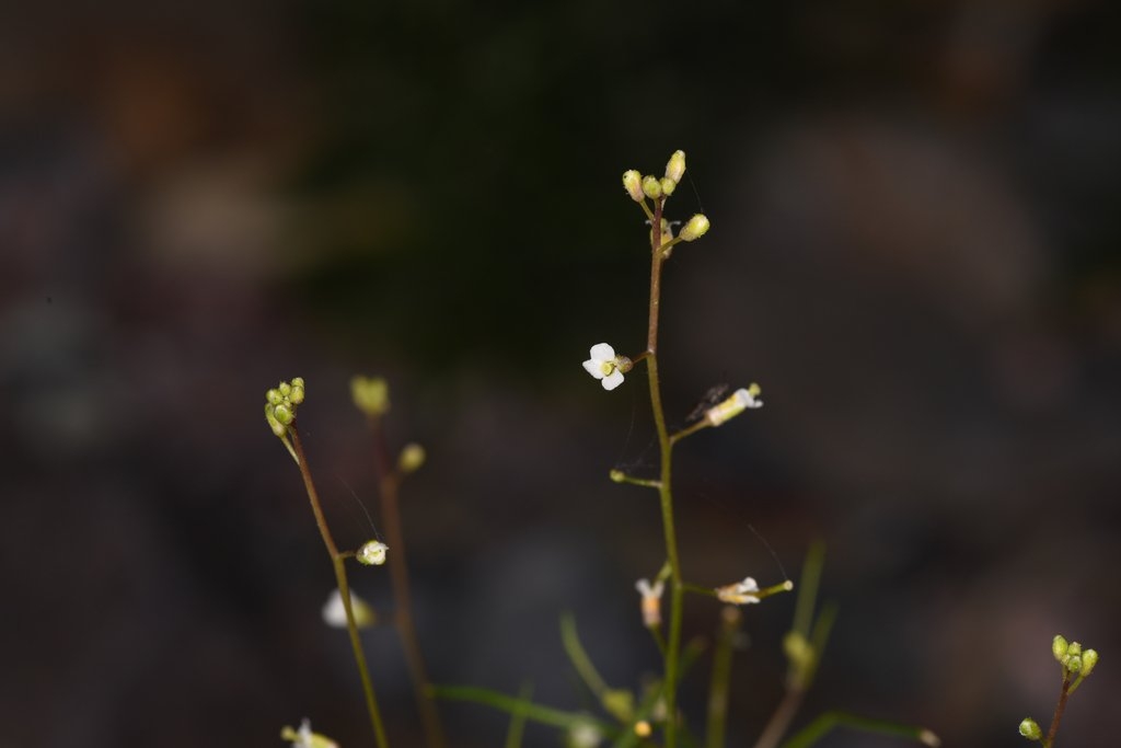 Sibara deserti