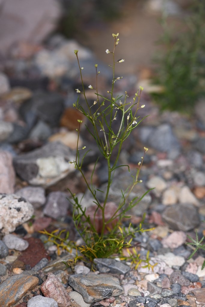 Sibara deserti