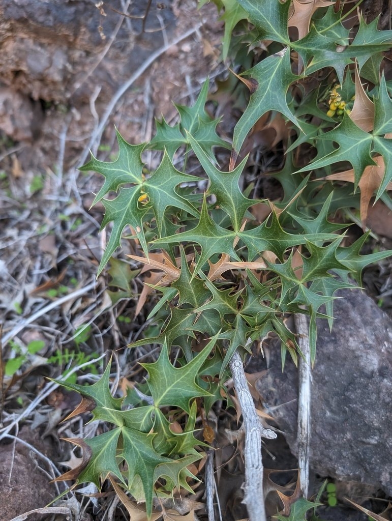 Berberis harrisoniana