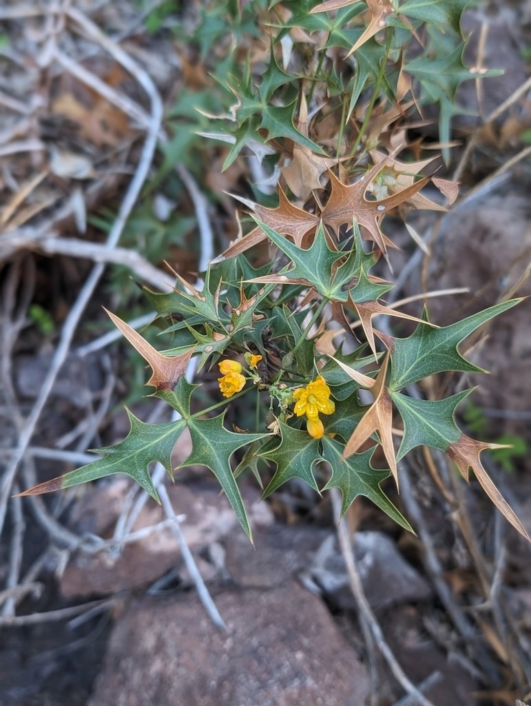 Berberis harrisoniana