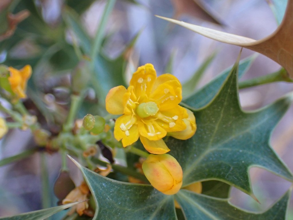 Berberis harrisoniana