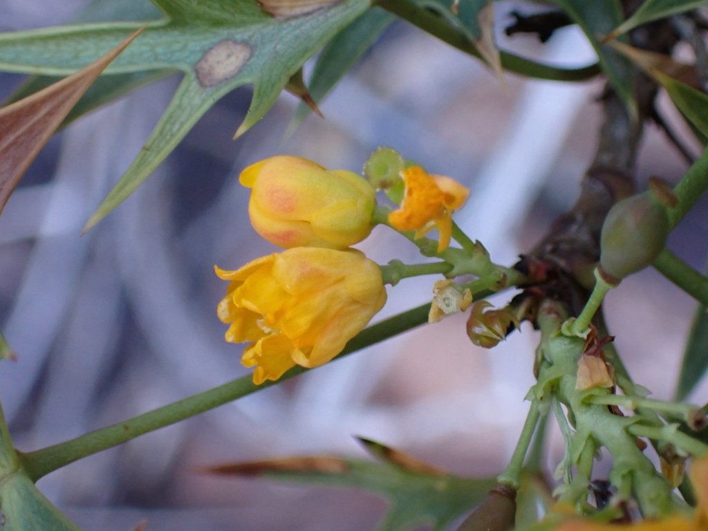 Berberis harrisoniana