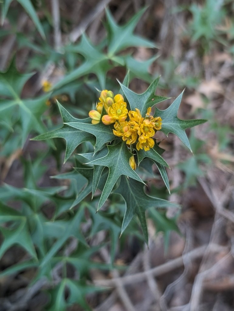 Berberis harrisoniana