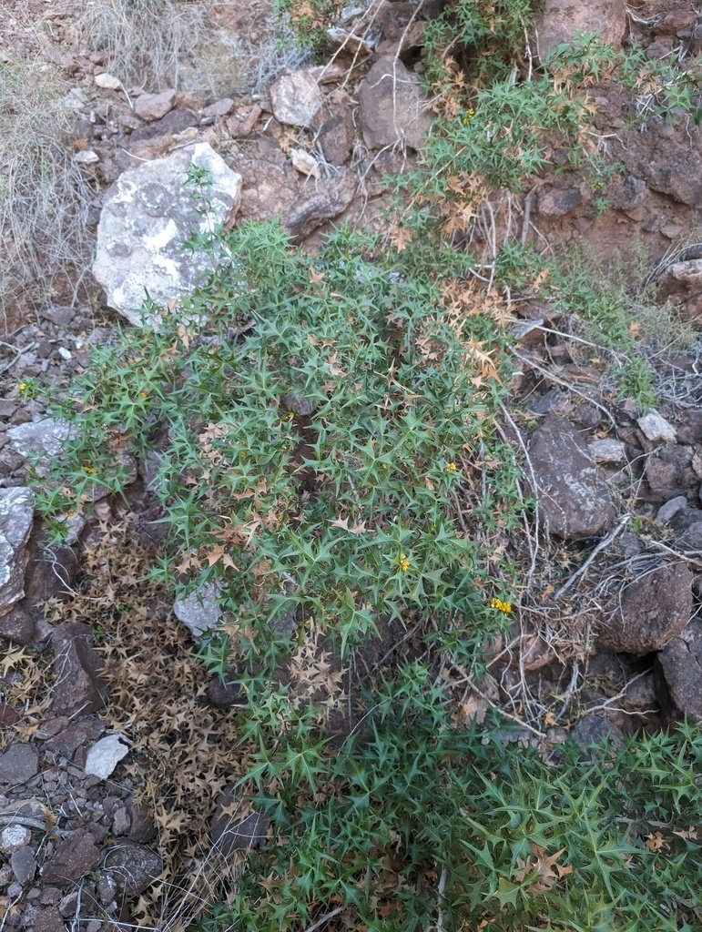 Berberis harrisoniana