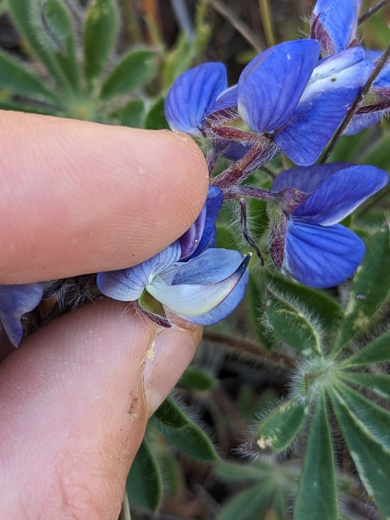 Lupinus spectabilis