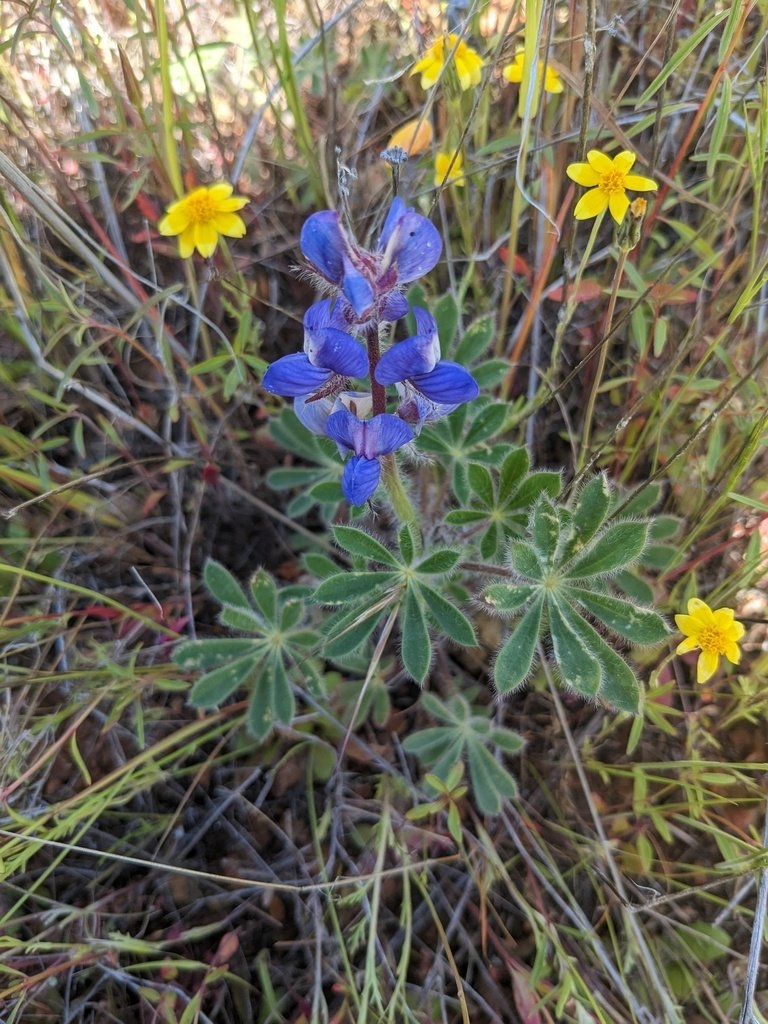 Lupinus spectabilis