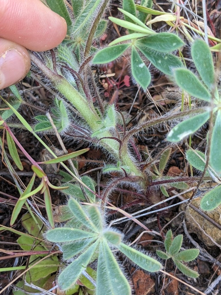 Lupinus spectabilis