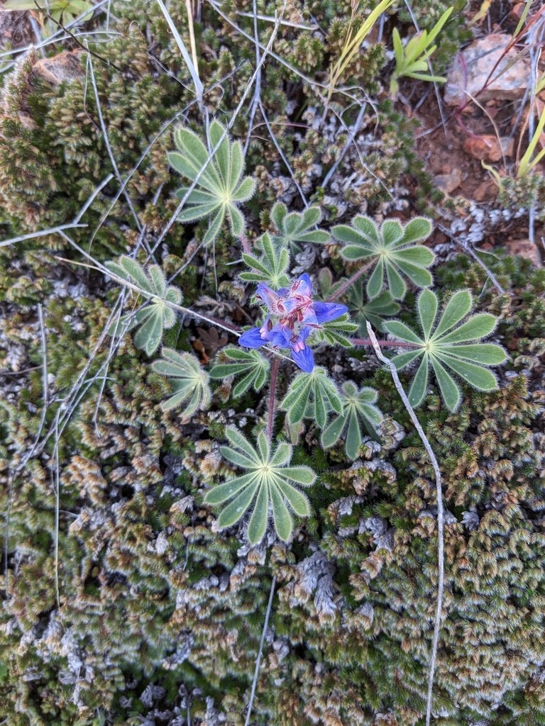 Lupinus spectabilis