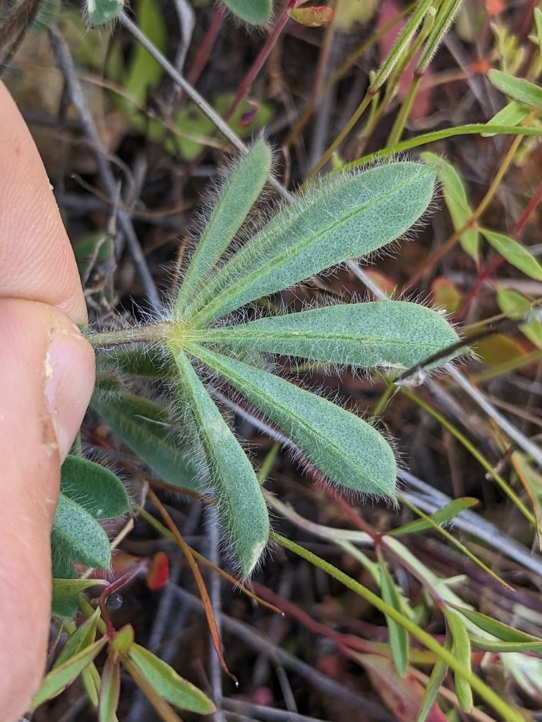 Lupinus spectabilis