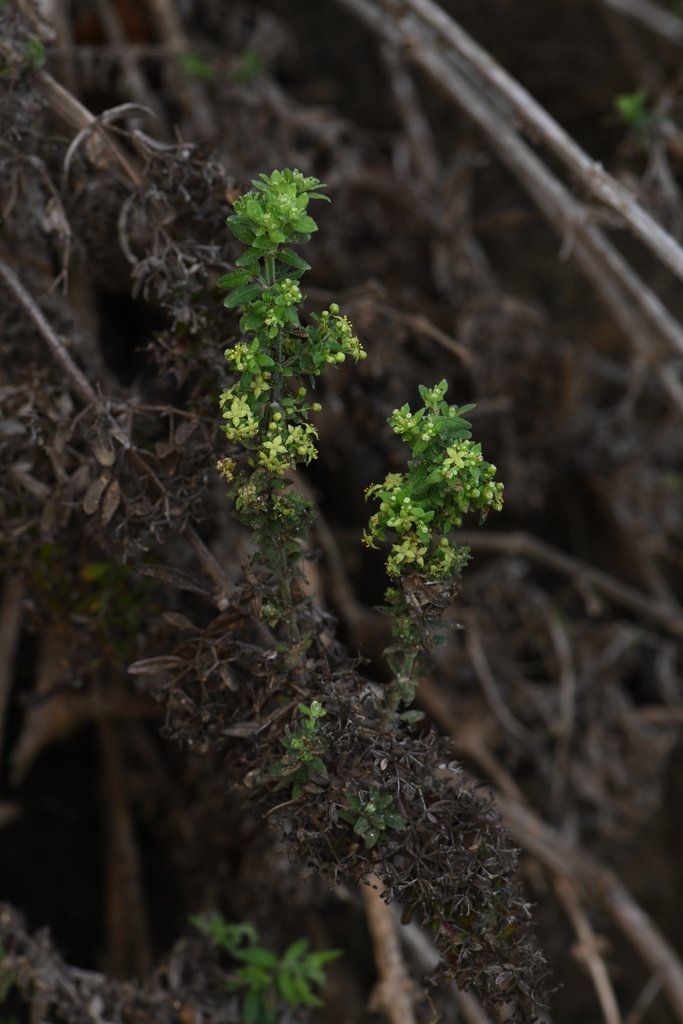 Galium catalinense