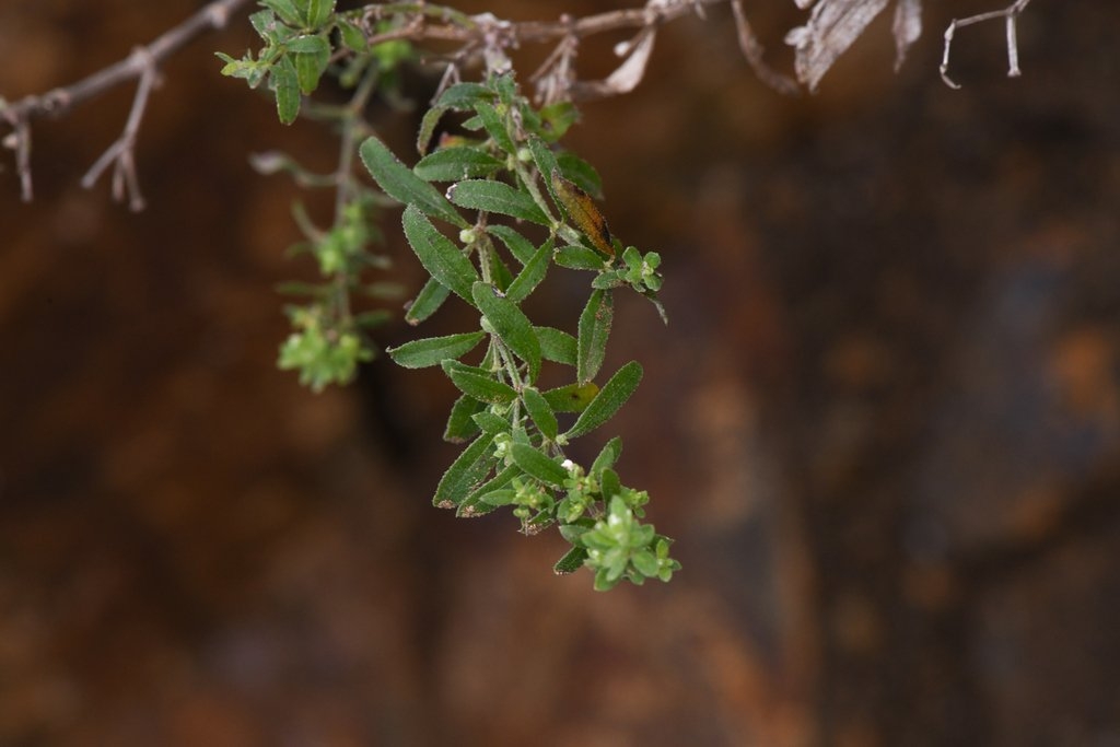 Galium catalinense