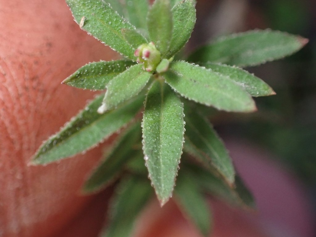 Galium catalinense