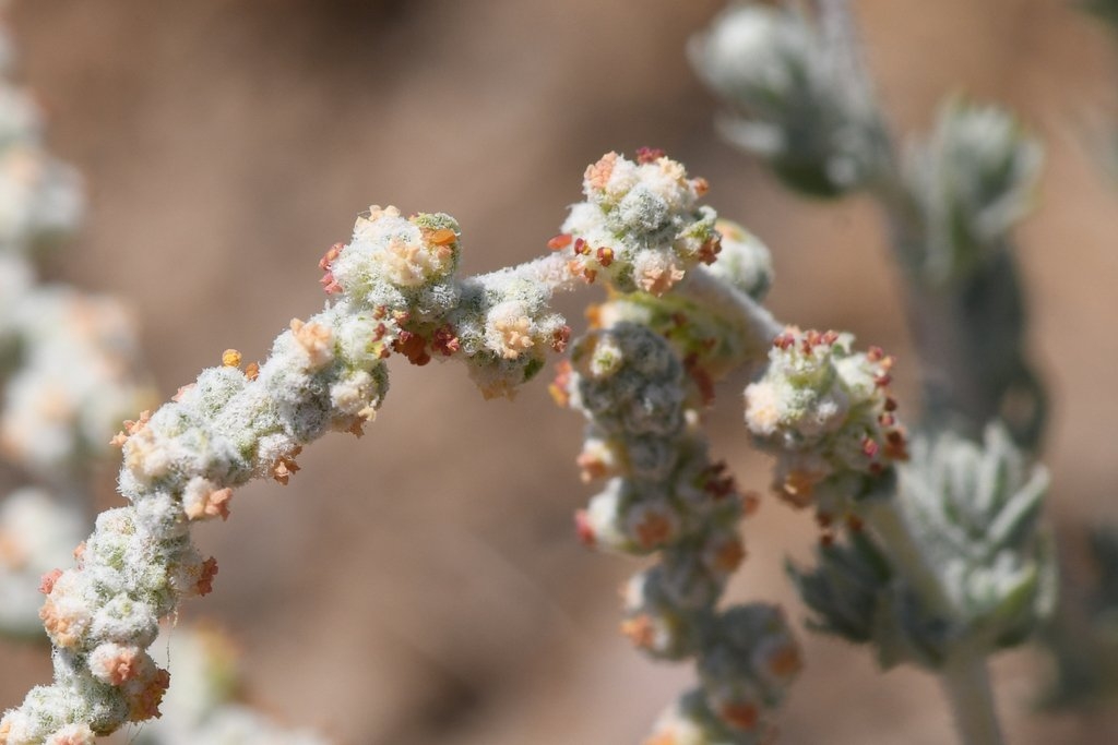 Atriplex persistens