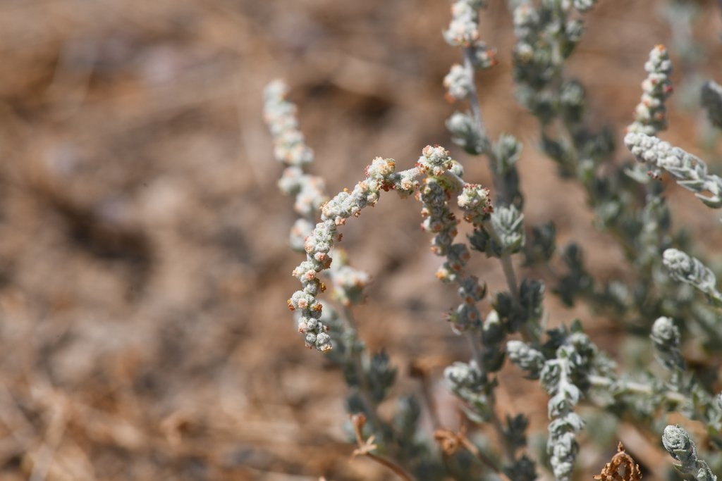 Atriplex persistens