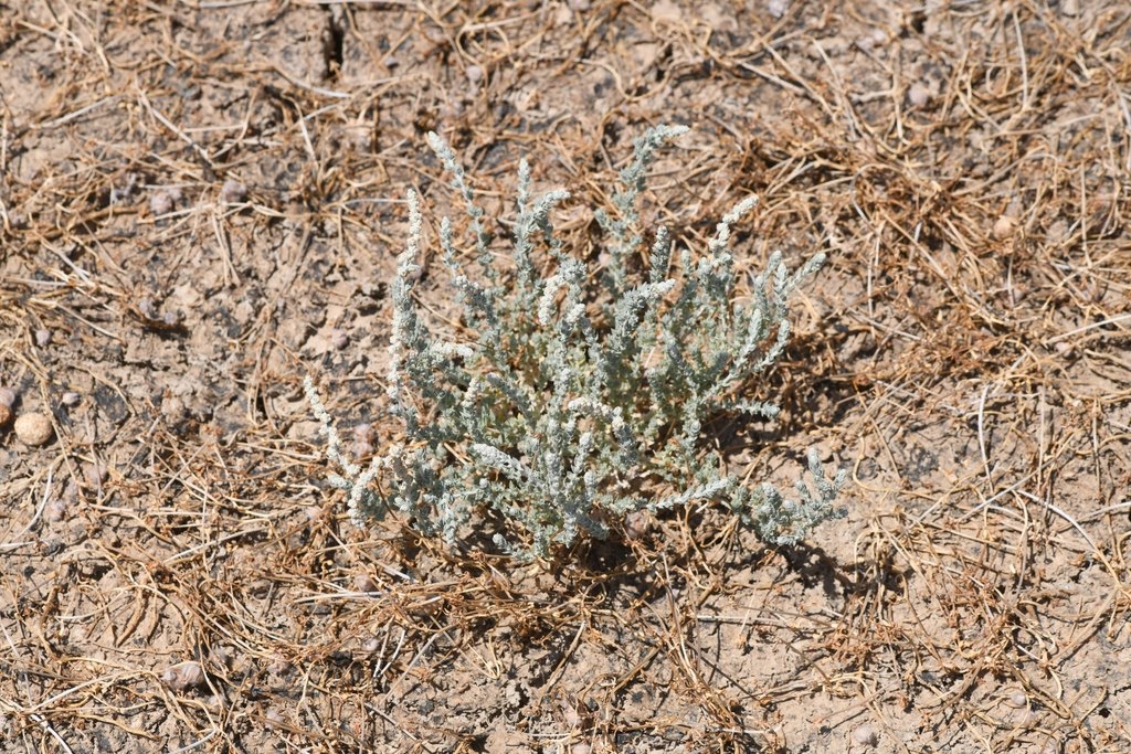 Atriplex persistens