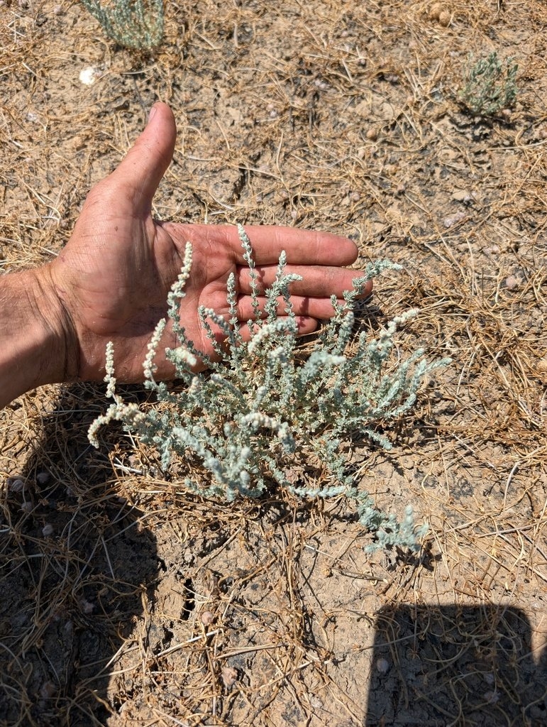 Atriplex persistens