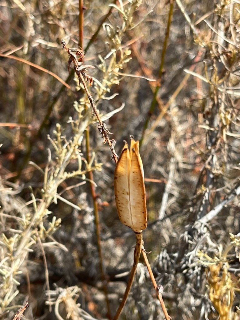 Calochortus catalinae