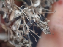 Galium catalinense