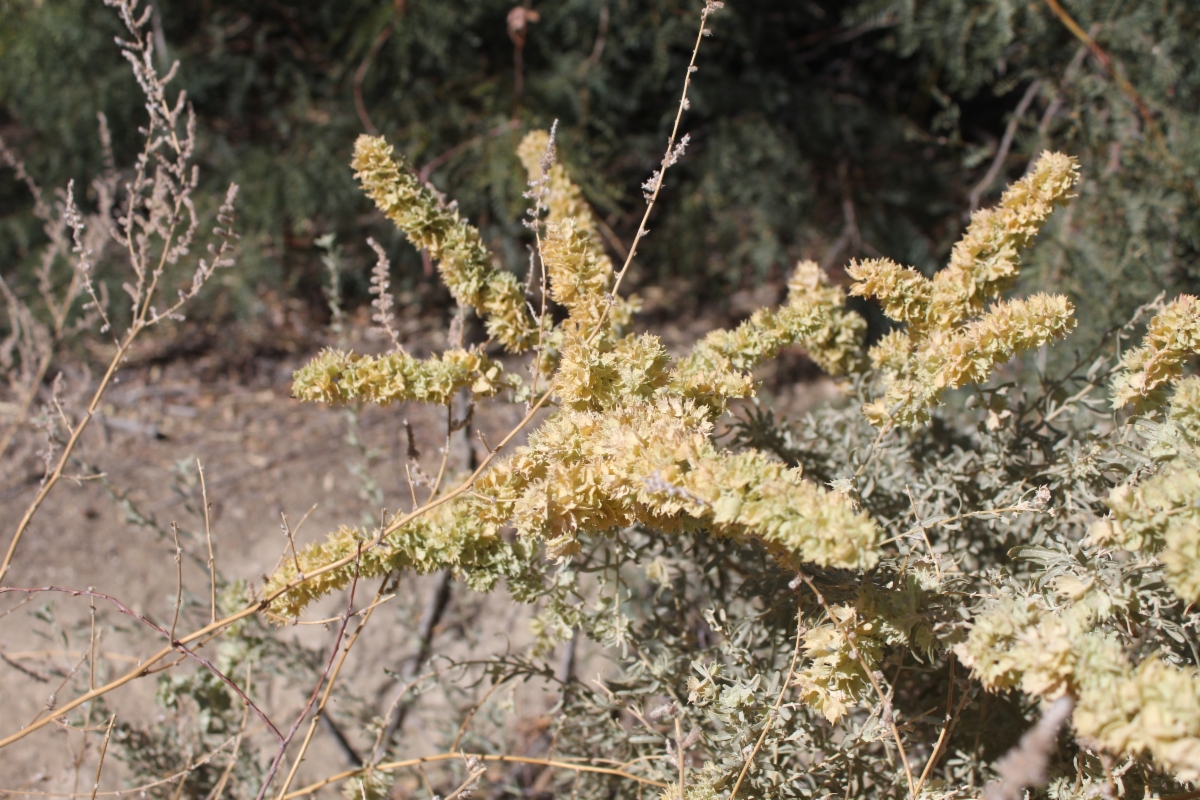 Atriplex canescens var. canescens