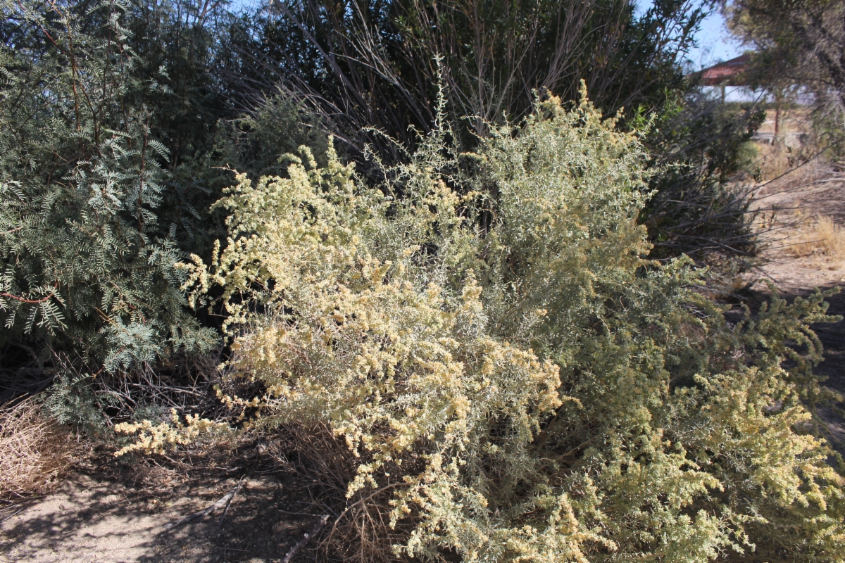 Atriplex canescens var. laciniata