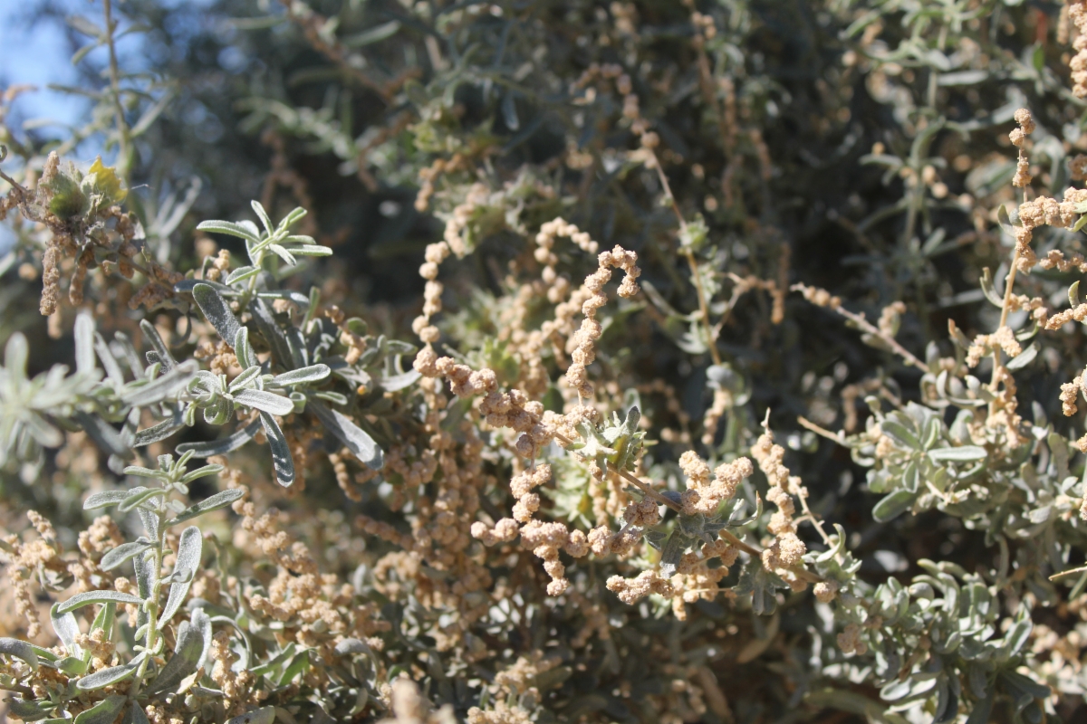 Atriplex canescens var. laciniata