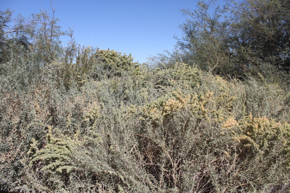 Atriplex canescens var. laciniata