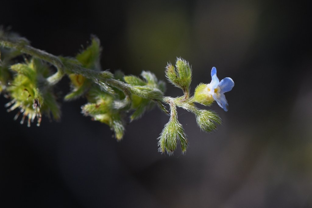 Hackelia setosa