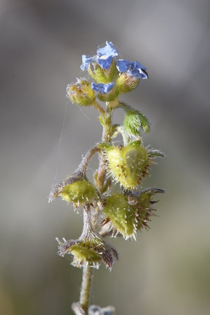 Hackelia setosa