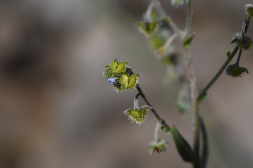 Hackelia setosa