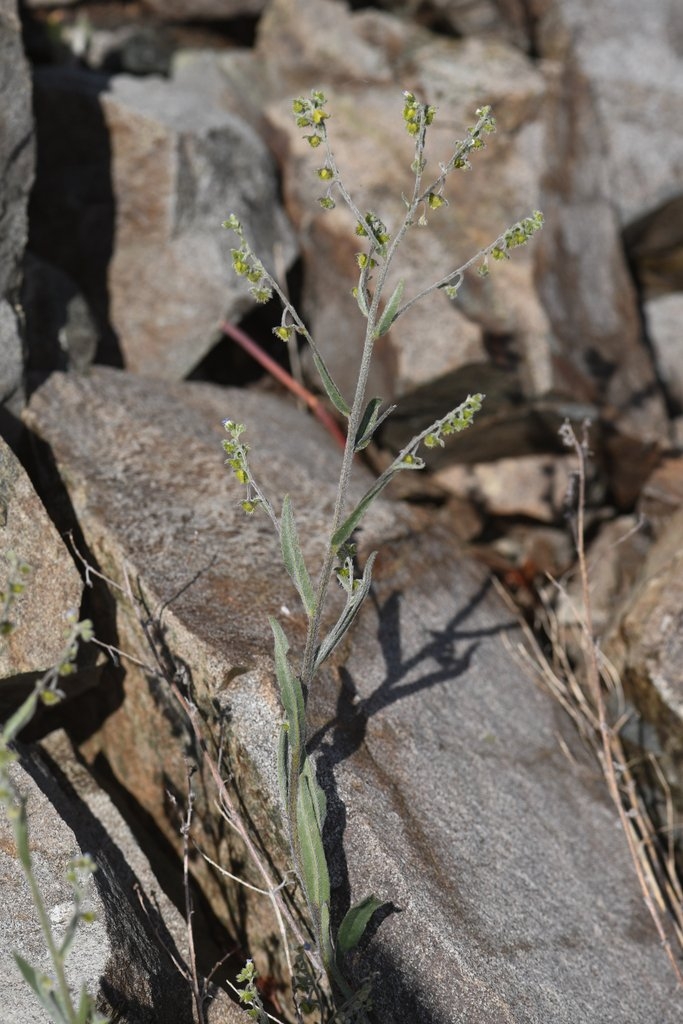 Hackelia setosa