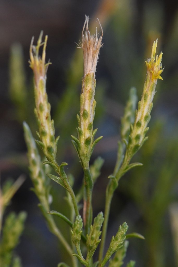 Ericameria ophitidis